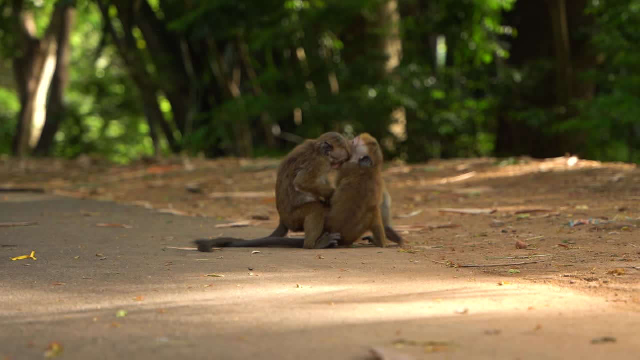 Two Ceylon Hat Monkeys fight each other on the ground and try to bite each other in a green forest in Sri Lanka. Close up slow motion shot