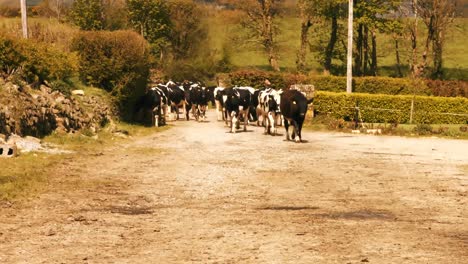 herd of cattles walking