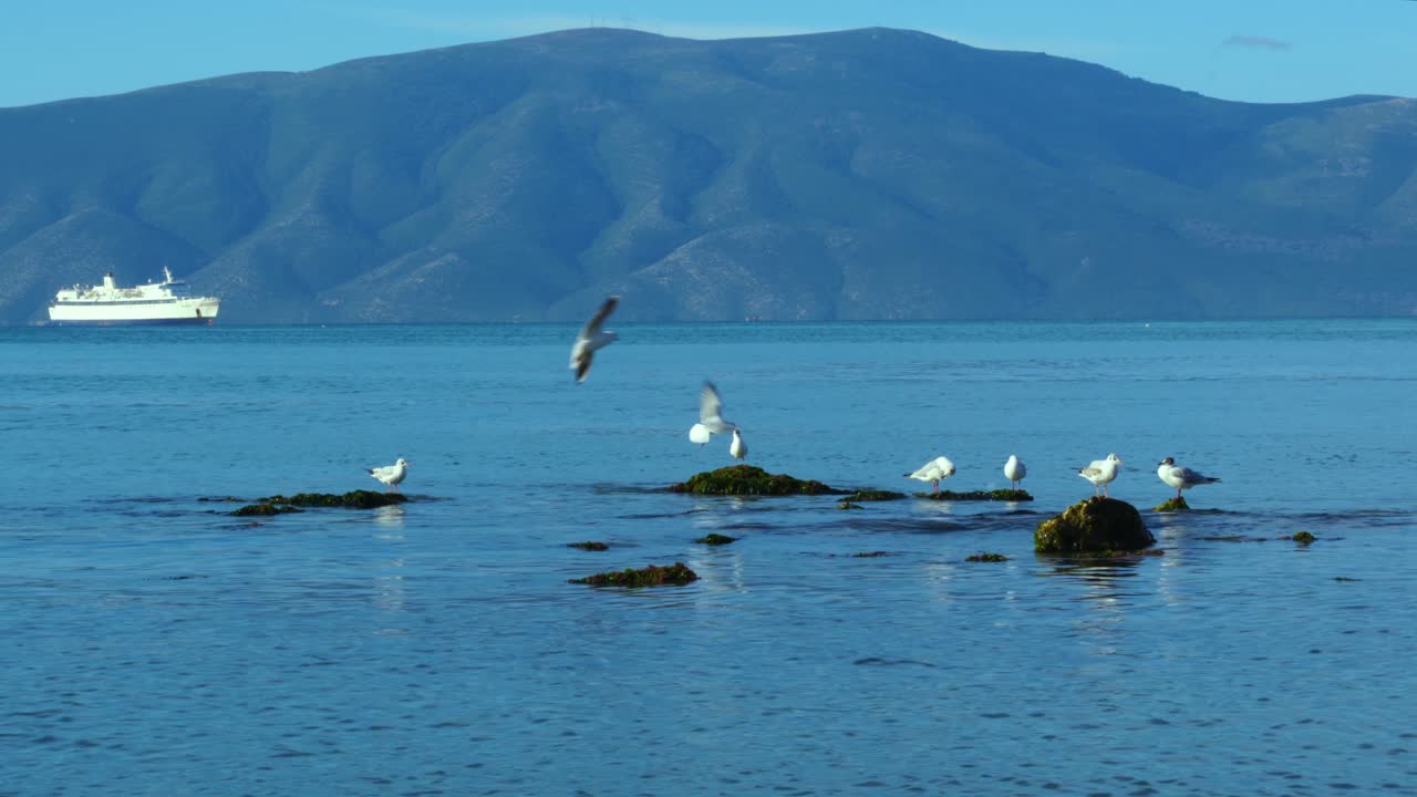 갈매기는 잔잔한 바다 해안을 날고 일출 때 배와 섬 산을 배경으로 바위 위에 서 있다