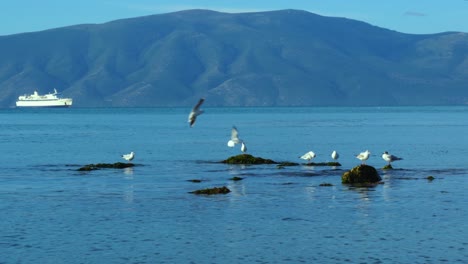 Seagulls-flying-over-calm-sea-shore-and-standing-on-rocks-at-sunrise-with-ship-and-island-mountain-background