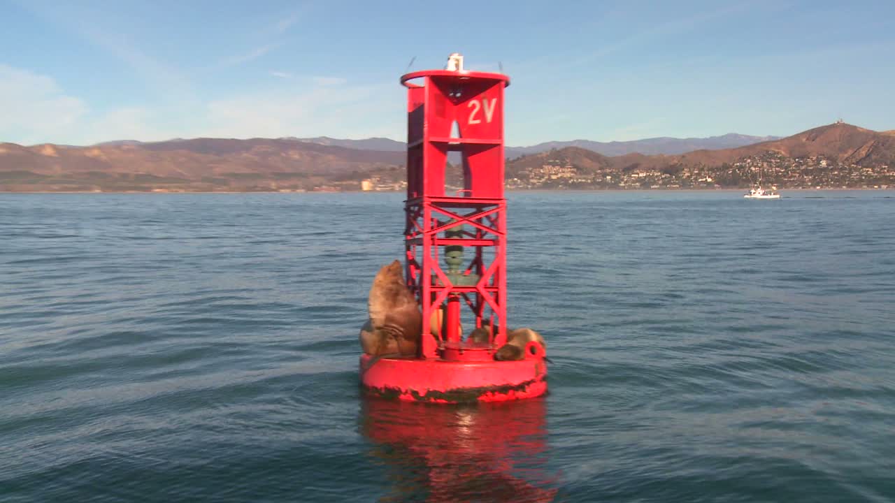 морские котики отдыхают на буе у побережья санта-барбары, калифорния