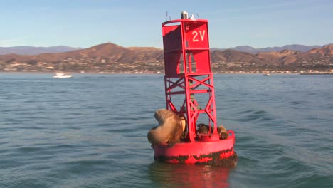 harbor seals rest on a buoy off the coast of santa barbara california