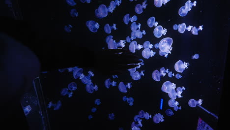 Jelly-Fish,-Black-Background,-Beautiful-CInematic-Slow-Motion,-Large-Tank,-Camera-Tracking-Backwards,-Vertical