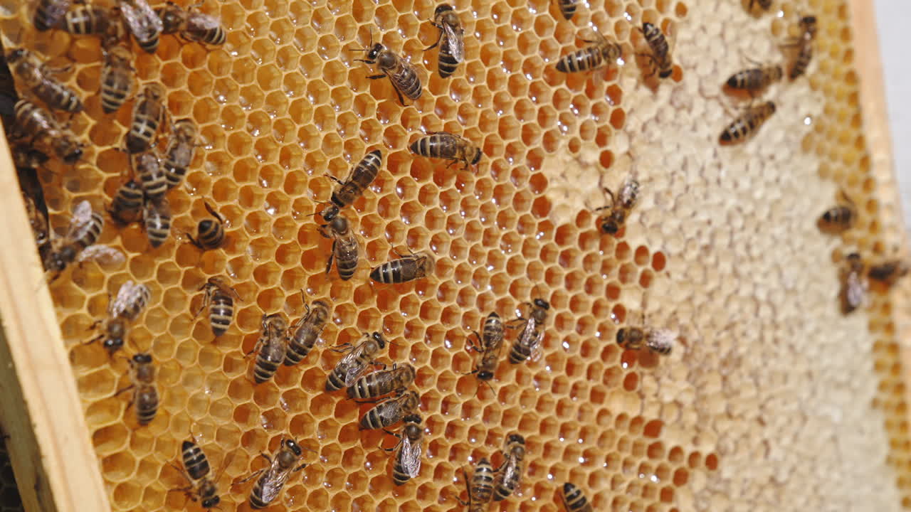 Honeycombs with bees crawling over. Fresh honey shining in the wax cells. Part of the frame is sealed. Close up.