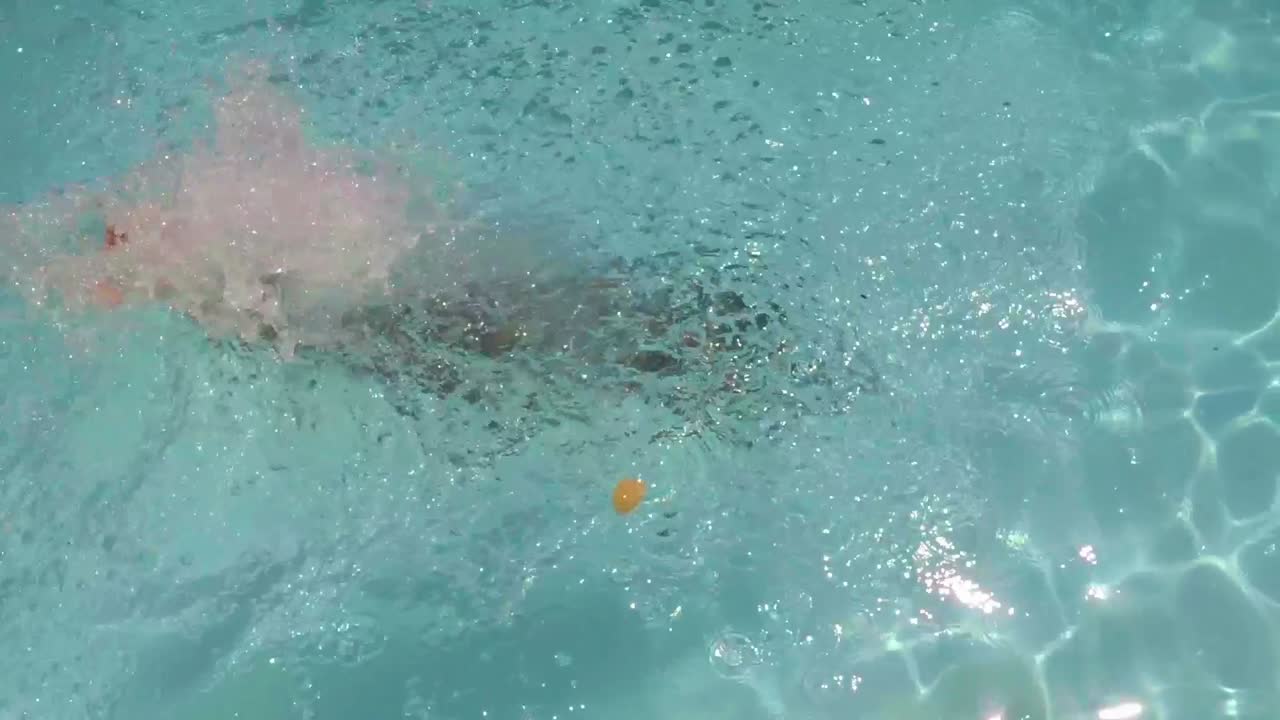 섹시 한 여자 가 수영장 에 뛰어들고 있다