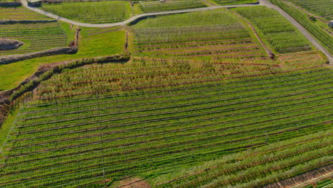 Slow-flight-over-many-different-cultivation-Rows-in-Valtellina-Italy