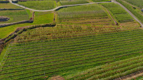 Vuelo-Lento-Sobre-Muchas-Filas-De-Cultivo-Diferentes-En-Valtellina-Italia