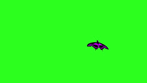 mariposa de belleza colorida animada en la pantalla verde tecla de croma
