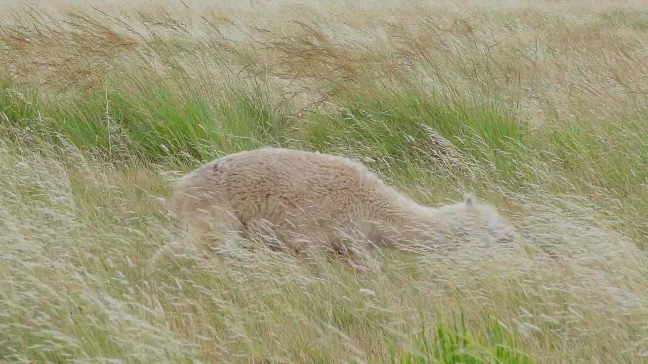 alpaca divertida rodando por la hierba, sacudiendo la cabeza, rascándose el estómago y finalmente pastando