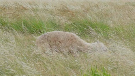 Alpaca-Divertida-Rodando-Por-La-Hierba,-Sacudiendo-La-Cabeza,-Rascándose-El-Estómago-Y-Finalmente-Pastando