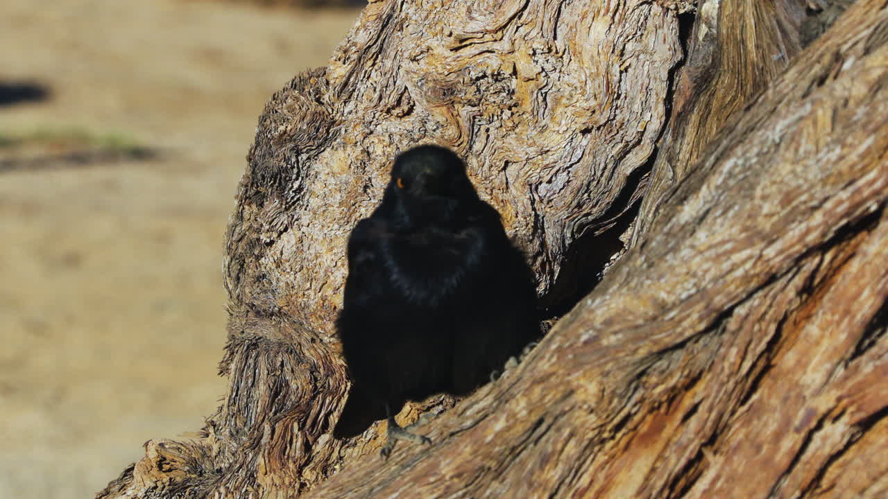 A pale-winged starling perches on a gnarled camelthorn tree in Namibia. The bird fluffs itself up and surveys its surroundings with its yellow eyes. It then sharpens its beak on the tree bark.