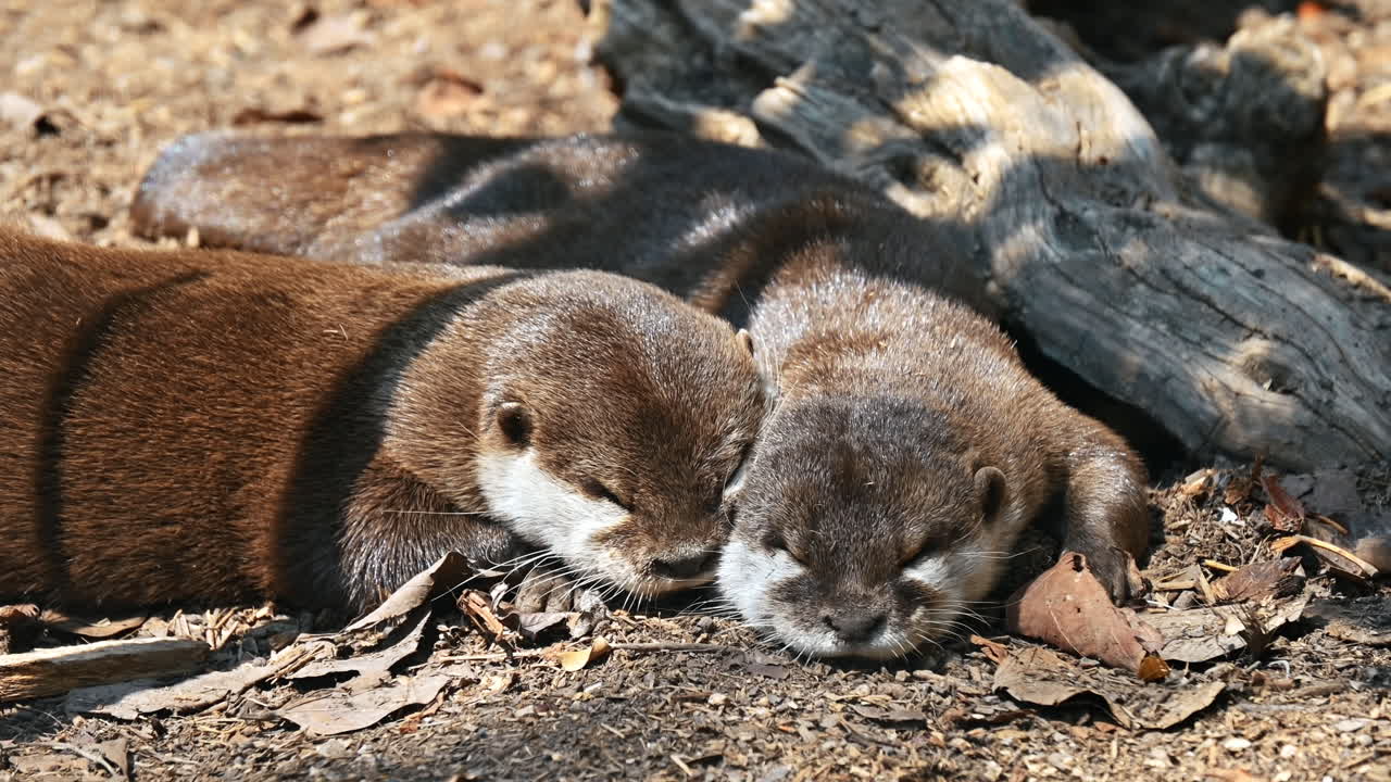 Due lontre che dormono l'una sull'altra al sole nello zoo Terra Natura di Benidorm, Spagna