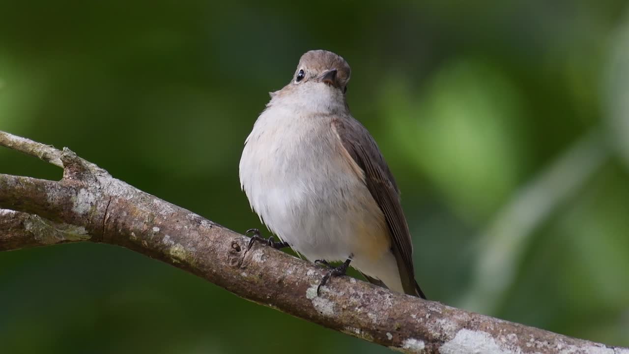 mosquero marrón asiático, muscicapa dauurica, posado en una rama, girando la cabeza hacia la izquierda y hacia la derecha, y moviendo la cola hacia arriba y hacia abajo