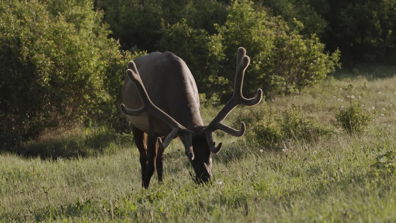 un majestuoso alce con un gran conjunto de cuernos impresionantes pastorea pacíficamente en los alrededores tranquilos de un prado verde exuberante