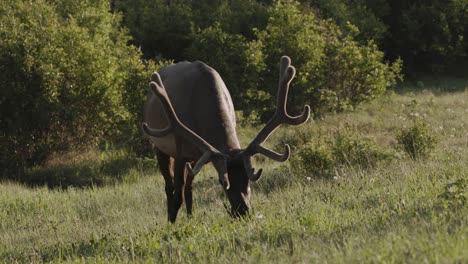 a majestic elk with a large, impressive set of antlers grazes peacefully in the tranquil surroundings of a lush green meadow