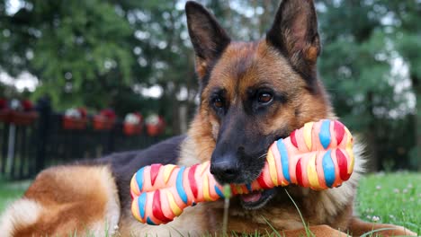 cinematic footage of a german shepherd dog holding a toy bone in its move while breathing heavily on a bright and sunny day in the backyard