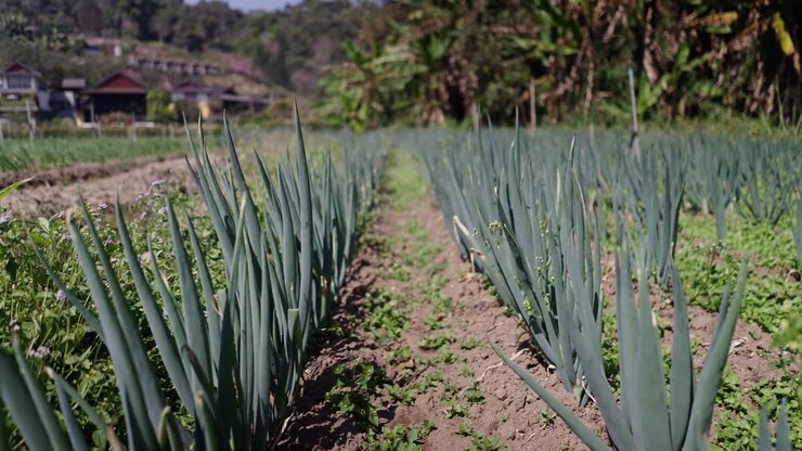 Un campo di piante verdi, forse porri o cipollotti, che crescono in file in un ambiente agricolo soleggiato.