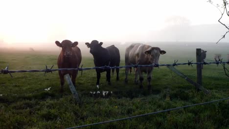 glowing foggy morning sunrise cow herd silhouette cattle standing in countryside rural scene