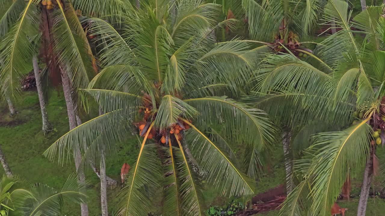 Aerial drone flying over coconut palm tree plantation with cows grazing
