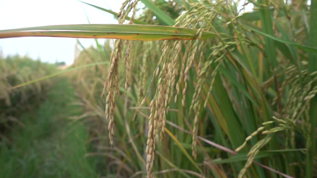 쌀밭에 아침 바람, 슬로우 모션