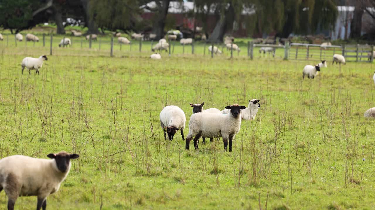 Sheep graze peacefully in a lush green field under soft daylight at Lake Tekapo, New Zealand