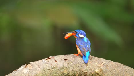 El-Hermoso-Pájaro-Martín-Pescador-De-Orejas-Azules-Está-Desgarrando-El-Pescado-Que-Captura-Para-Que-Muera-Y-Sea-Fácil-De-Comer