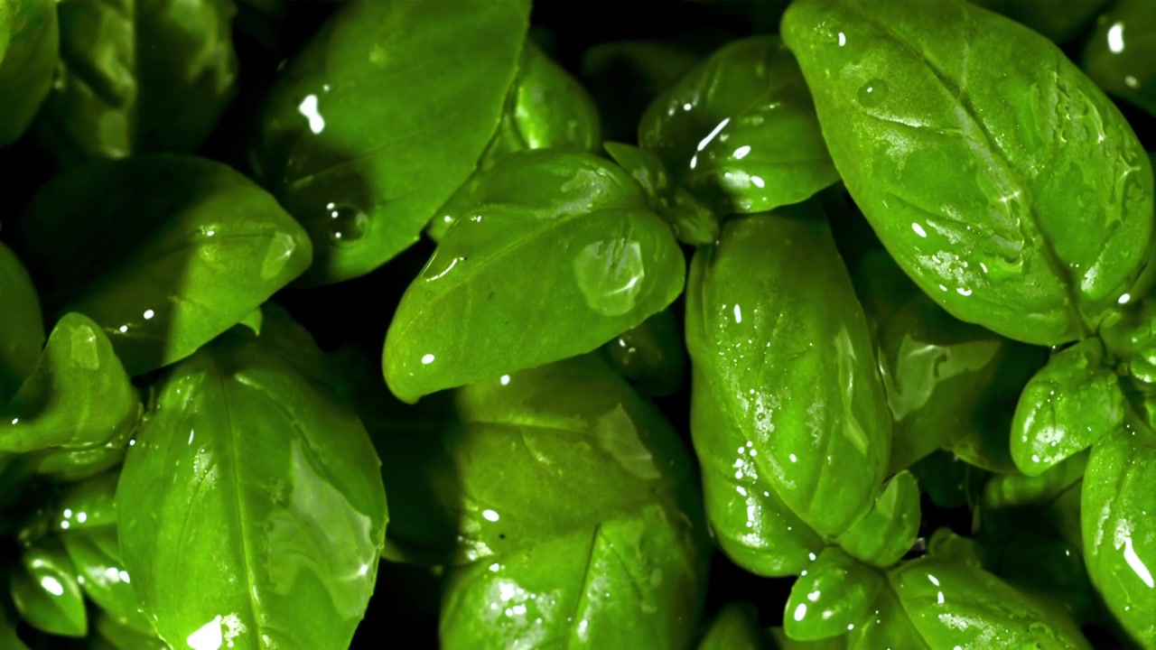 Acqua che schizza su foglie di basilico verde fresco