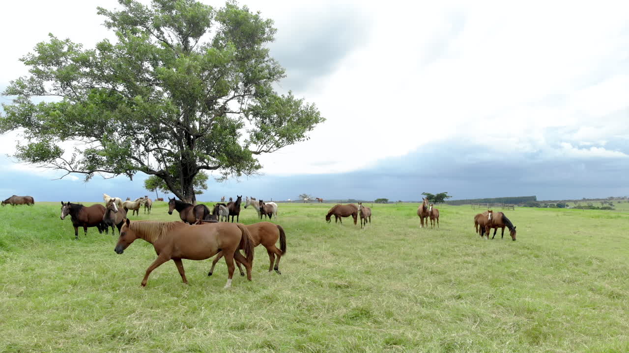 Manada de cavalos no pasto.
