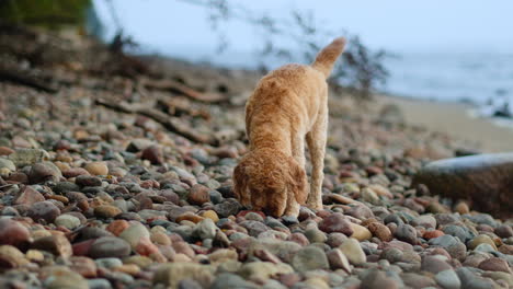 dog exploring beach