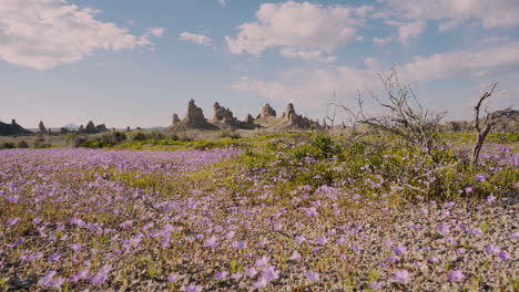 hundreds of beautiful pink wildflowers wiggling in the wind at trona pinnacles, an epic location in the california mojave dessert