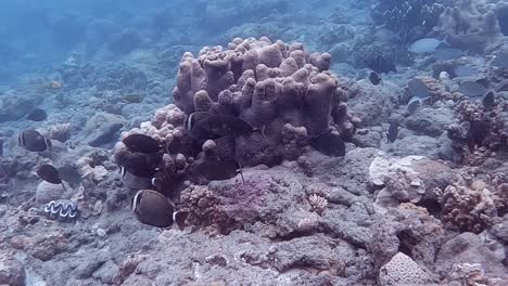 shoal of colourful fish swimming close to the sea bed around coral reef