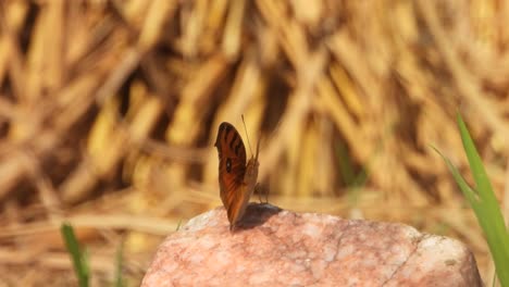 Beautiful-butterfly-relaxing---wings-