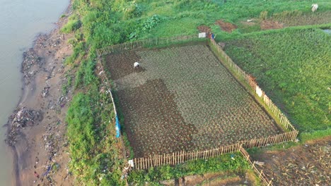 riverbank vegetable garden