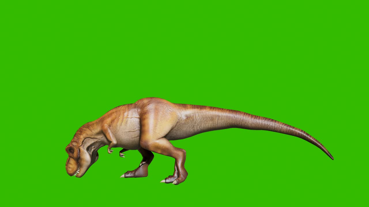 The angry dinosaur tyrannosaurus makes a horrific roar in a looping seamless animation. Reptile in front of green screen. Animation for historical, natural and animal backgrounds.