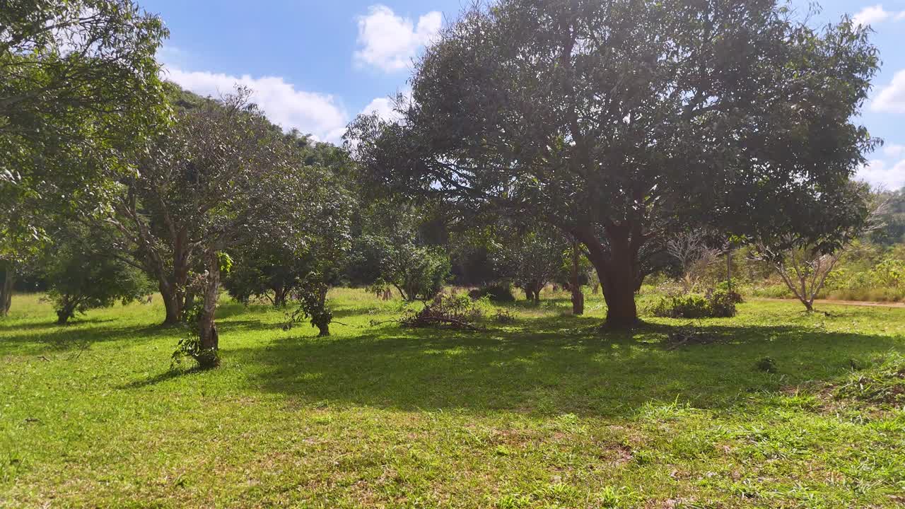 Un volo a bassa quota con drone sorvola un frutteto tropicale soleggiato con erba verde e rigogliosa