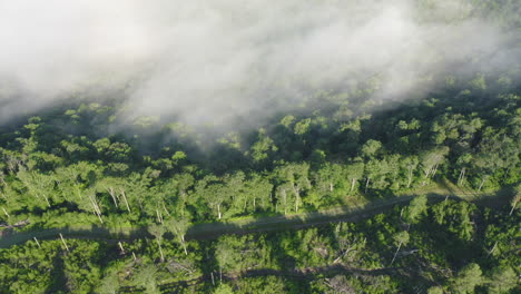 drone aéreo volando hacia adelante y mirando hacia abajo a través del verde bosque de verano mientras la cálida niebla matutina blanca fluye a través del valle de pensilvania