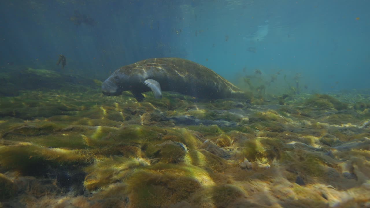 Manatee swimming on ocean floor with green algae in the Florida Springs