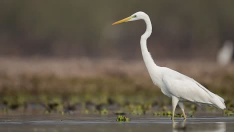 the great egret fishing in lake