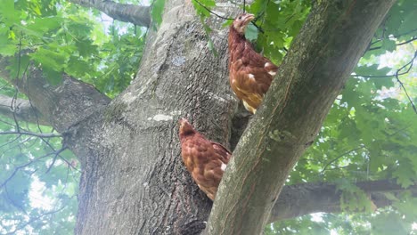 Blick-Nach-Oben-Auf-Zwei-Isa-braune-Hühner,-Die-In-Einem-Baum-Sitzen-Und-Die-Umgebung-Beobachten