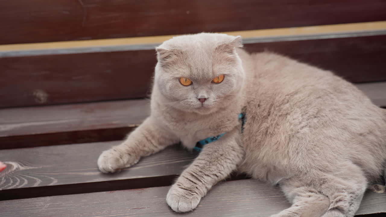 Cats Nibble Curiosity, Detailed View Of Feline Feeding, Close Shot Of Cat Tasting Snack Curiously, Close Examination Of Grey Feline Gently Tasting And Sniffing Its Treat With Interest