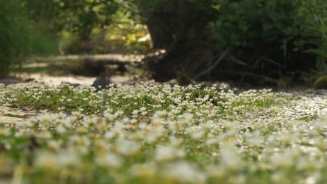 Tiro-Bajo-De-Plantas-De-Río-De-Pie-De-Cuervo-En-Un-Agua-De-Río-De-Montaña-En-Cámara-Lenta-4k