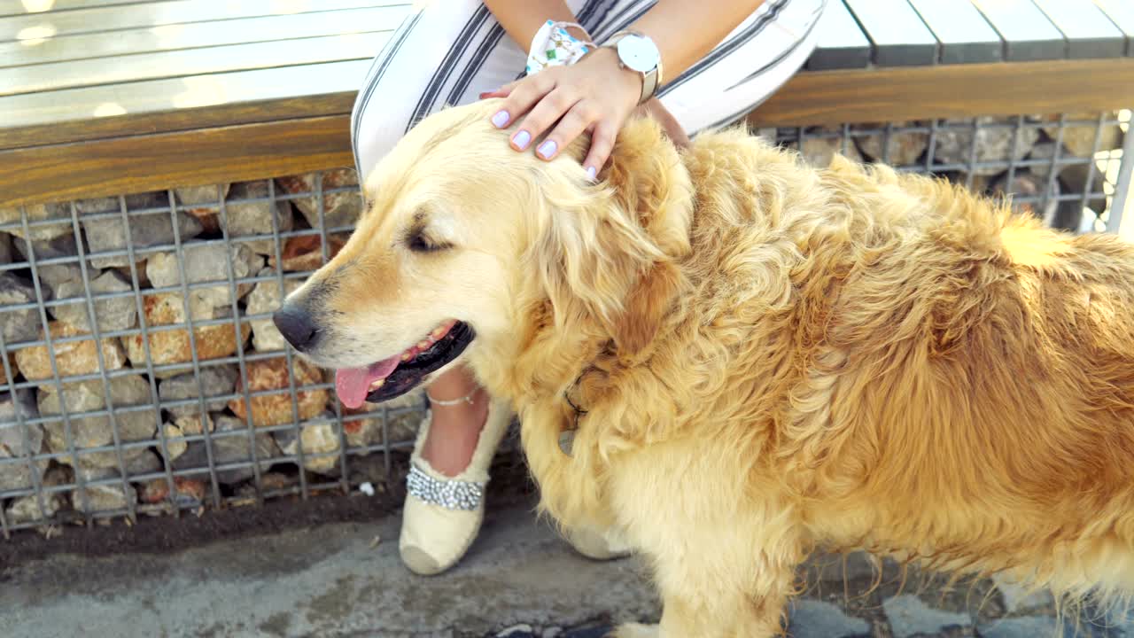 해가 지는 동안 공원에서 레트리버 개를 만지는 젊은 여성