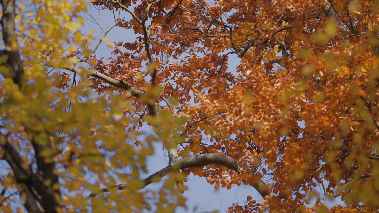 Looking up to the blue sky through the entwined branches covered with bright autumn leaves