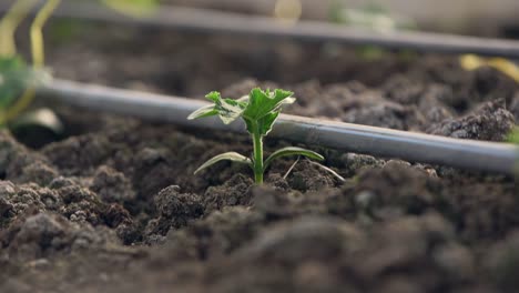 Growing-vegetables-in-green-houses-and-drip-irrigation