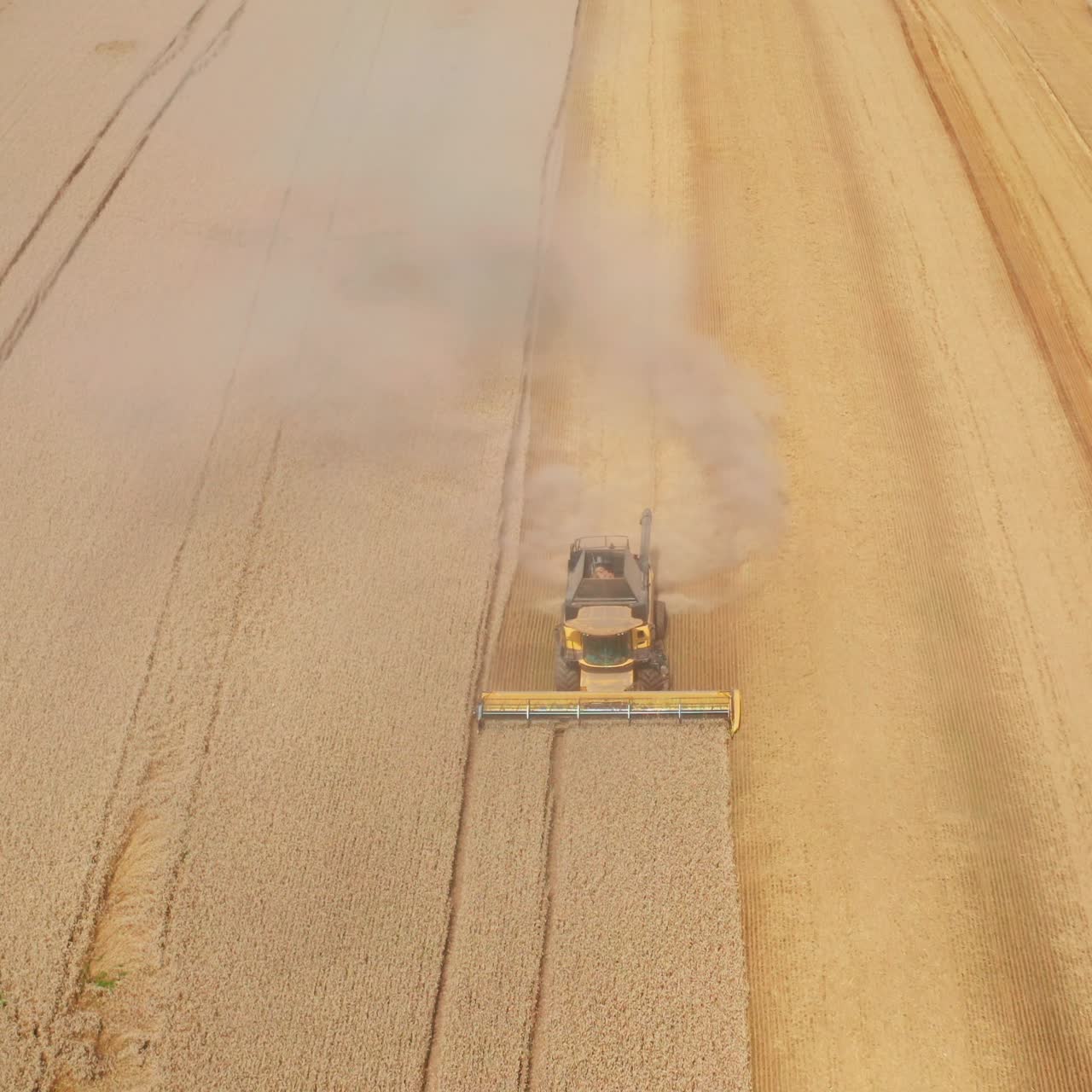 Beautiful yellow plantation of ripe wheat being cut by a combine. Harvesting season in the farmlands. Aerial shot