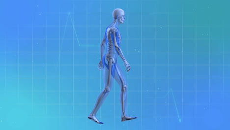 animation of cardiograph and walking skeleton on blue background