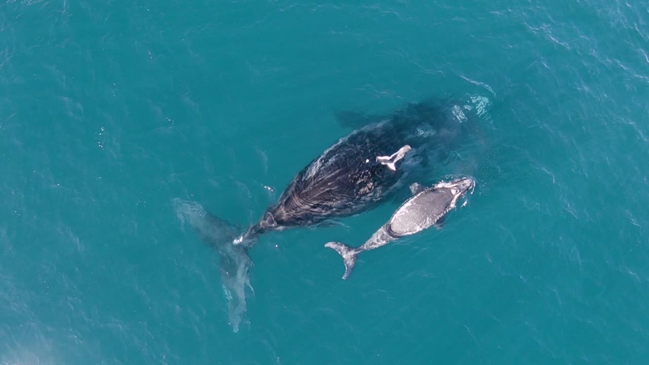 아기 고래는 숨을 쉬기 위해 수면으로 올라올 때 갈매기에게 공격을 받습니다 - 공중 평면도