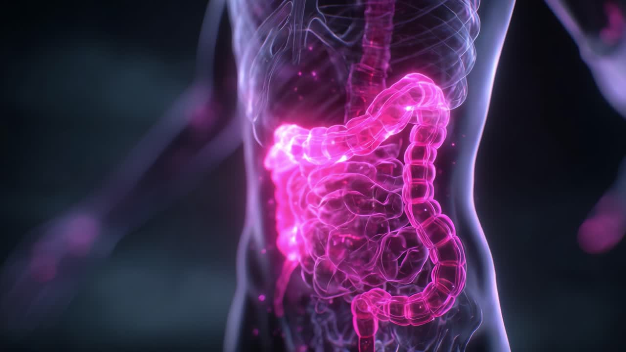 A Stunning Visualization of the Human Digestive System Highlighting the Intricacies of the Intestines with a Vibrant Pink Glow in a Dynamic Display of Anatomy