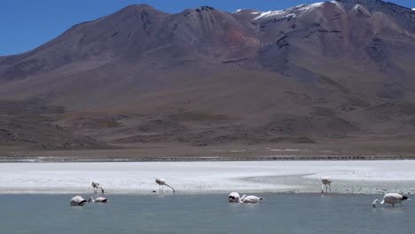 Flamingos-at-Laguna-Colorada-enjoy-clean-air-of-the-Bolivian-altiplano