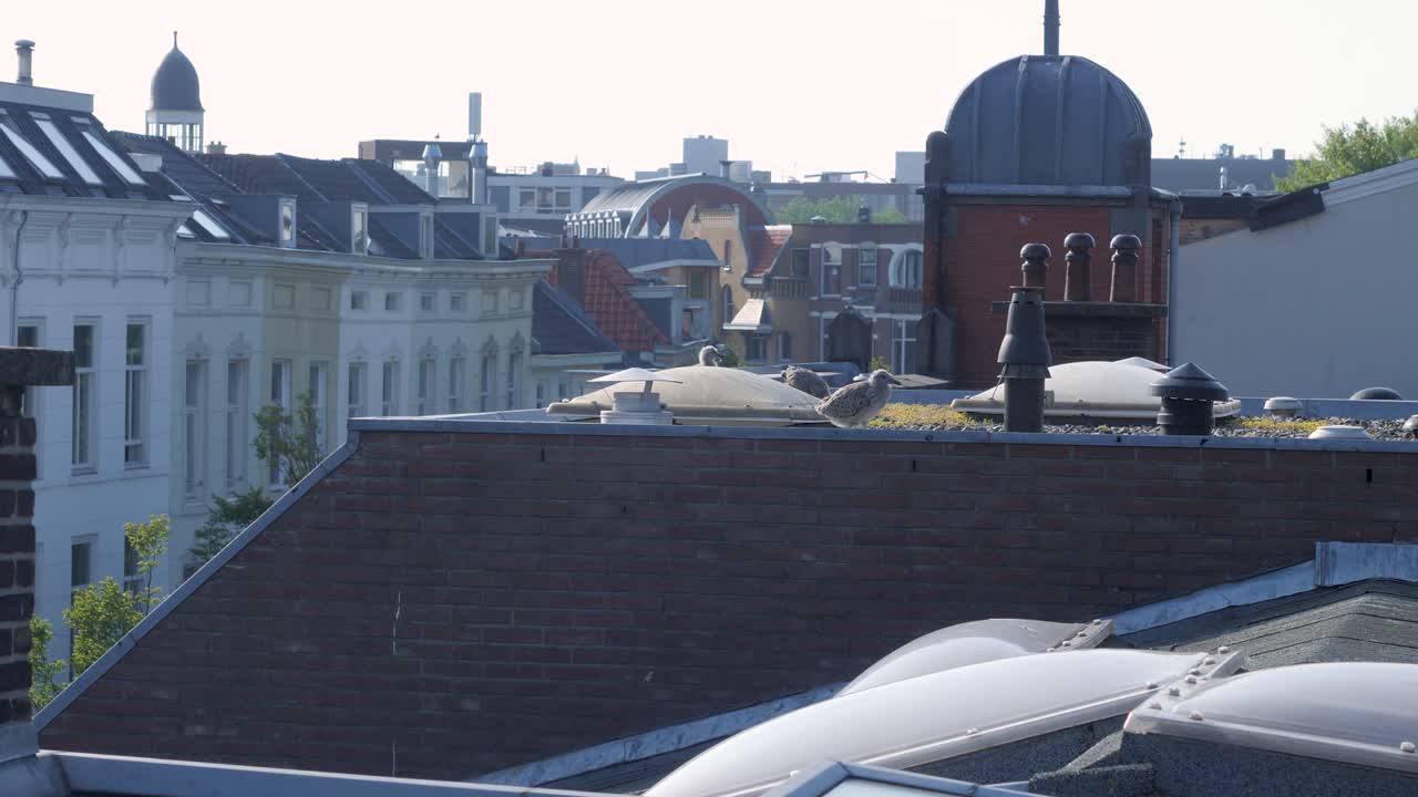 A rare insight of the urbanized nature with a nest of seagulls, chicks and crows on a rooftop of a building in the city